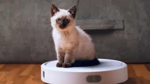 An image a cute, fluffy white kitten sitting on top of a robot vacuum.