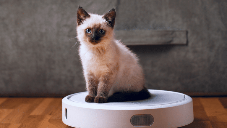 An image a cute, fluffy white kitten sitting on top of a robot vacuum.